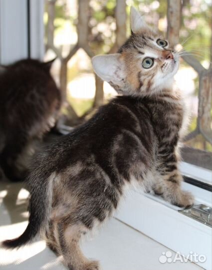 Котята ищут дом