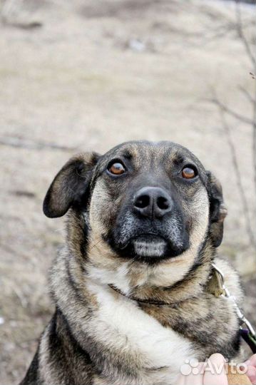 Добби из приюта