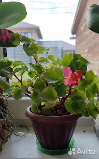 Бегония вечноцветущая