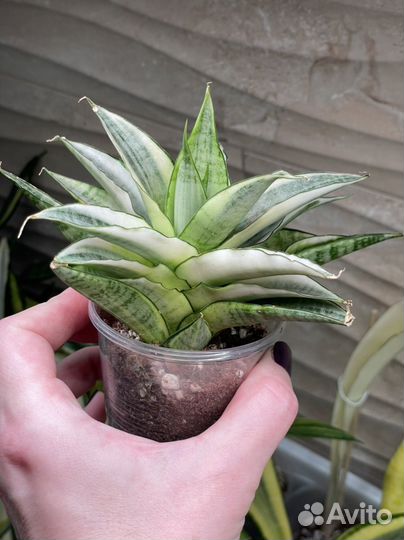 Сансевиерия вариегатная Gabriella White