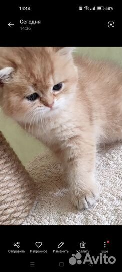 Котята