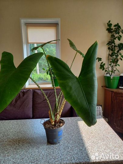 Комнатные цветы