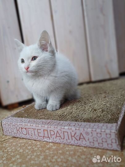 Котенок мальчик
