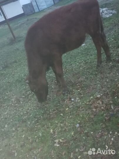 Тёлка 1год и 6 месяцев