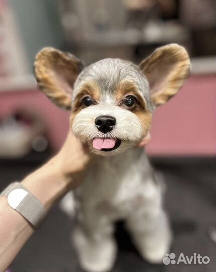 Модели,стрижка собак,груминг,тримминг