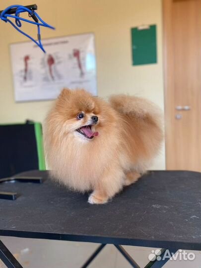 Груминг бесплатно