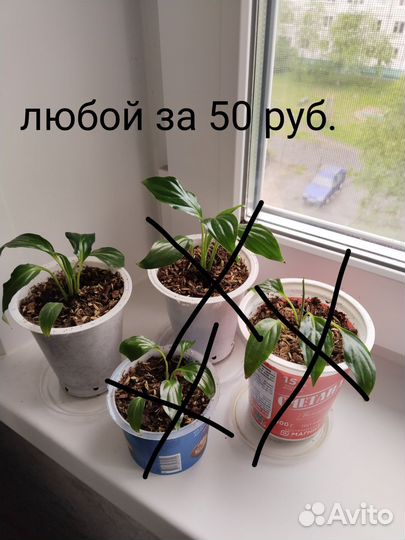 Спатифиллум