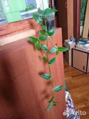 Традесканция