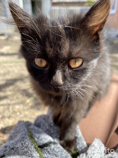 Кошечка
