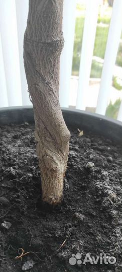 Фикус бенджамина, 15 лет