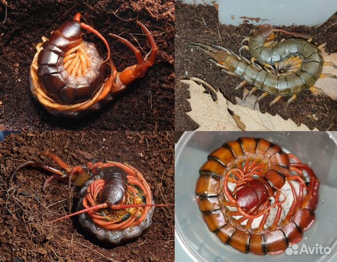 Гигантские сколопендры