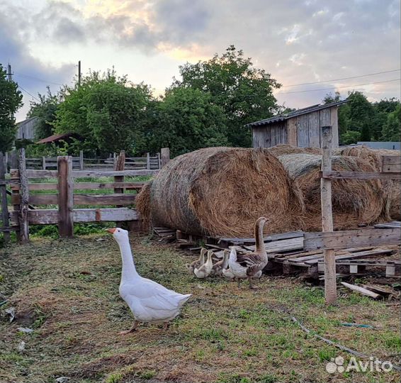 Гуси гусята