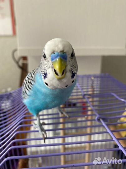 Волнистый попугай самец