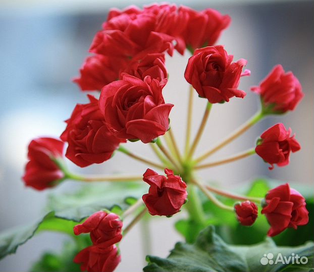 Пеларгония герань