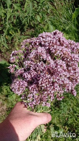 Душица, матрешка