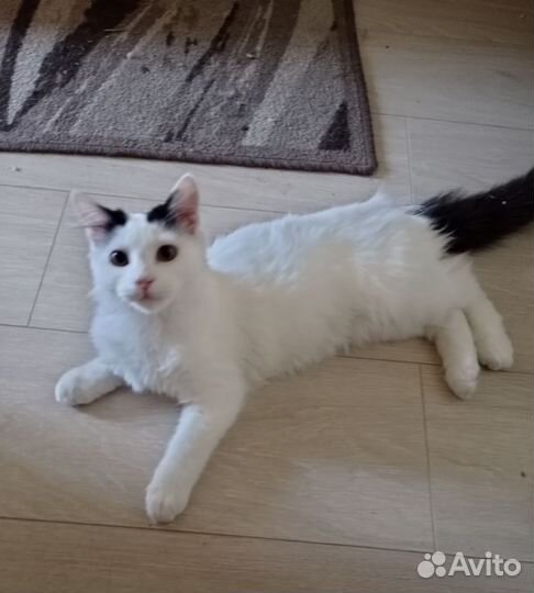 Котенок в дар бесплатно