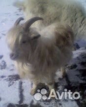 Козёл козлик