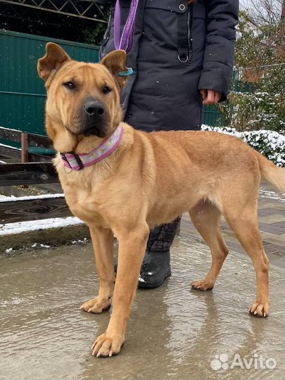 Собака в добрые руки