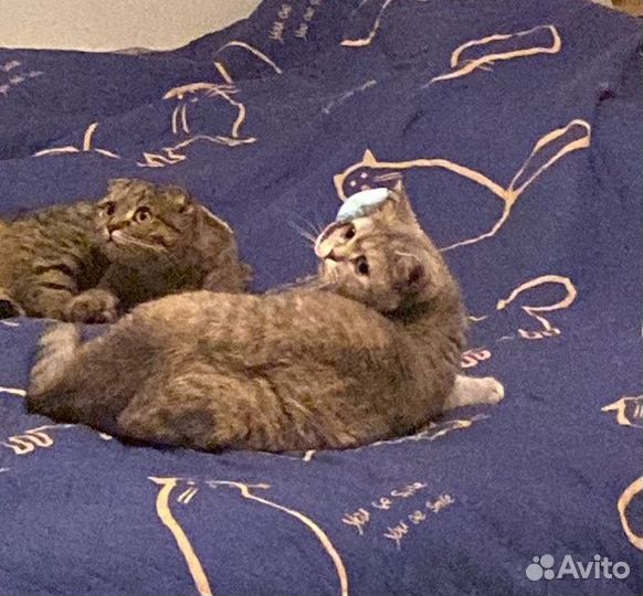 Британские кошки