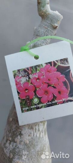 Адениум сортовый