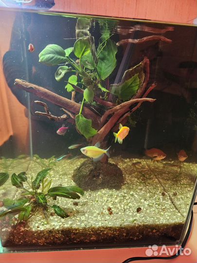 Аквариум