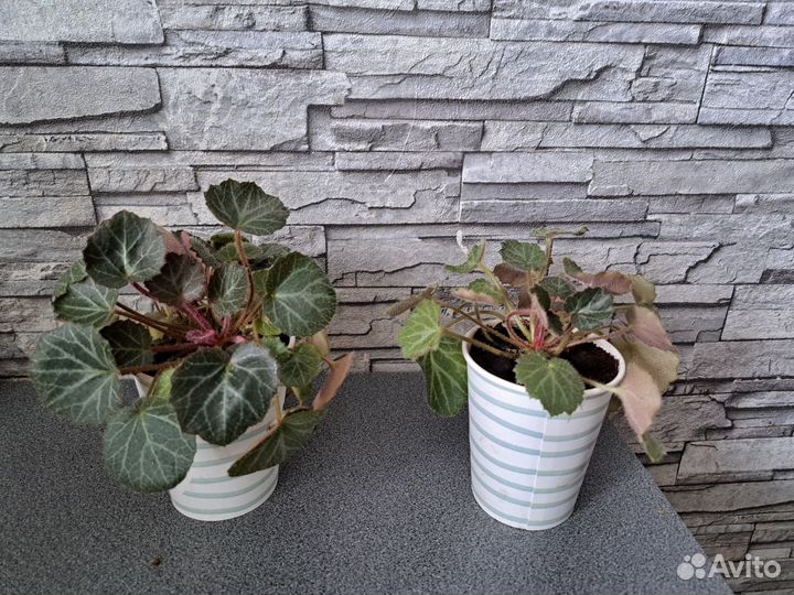 Каменоломка плетеносная