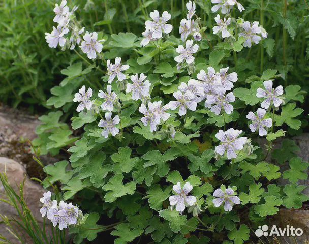 Многолетник. Герань садовая Ренарда