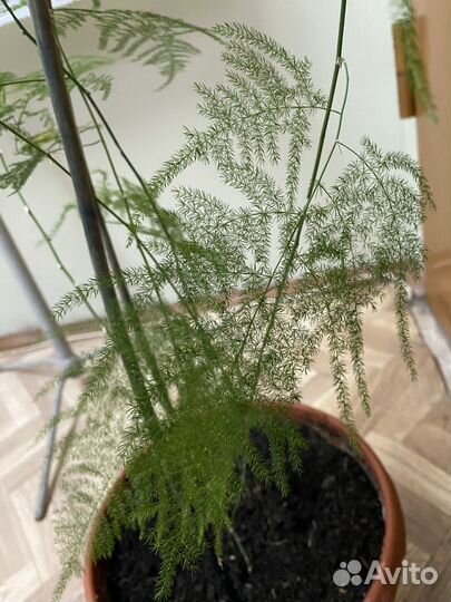 Аспарагус перистый