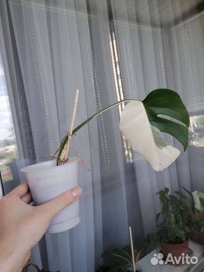 Монстера Альба Луна