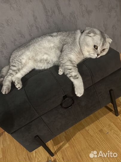 Ищем невесту