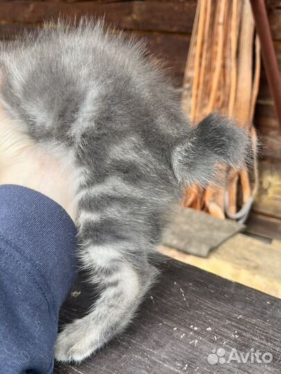 Котенок