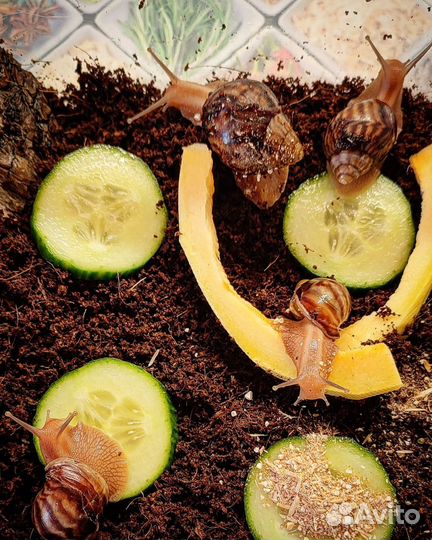 Улитки ахатины бесплатно