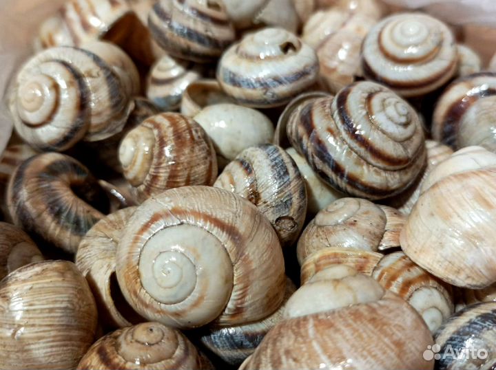Ракушки для аквариума, творчества, поделок