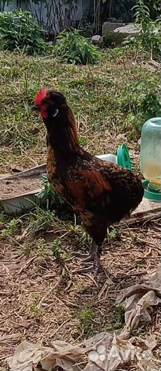 Петух амераукан