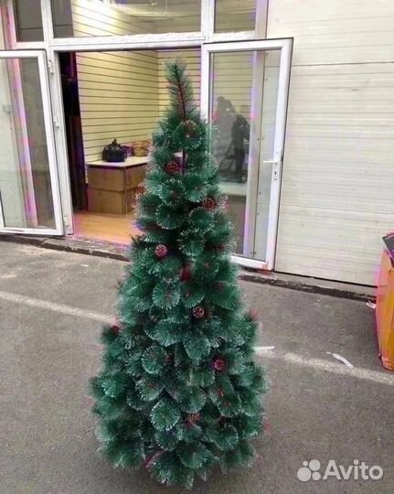 Сосна, елка