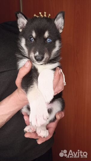 Очаровательные щеночки