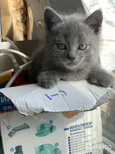 Котята в добрые руки девочка и мальчик