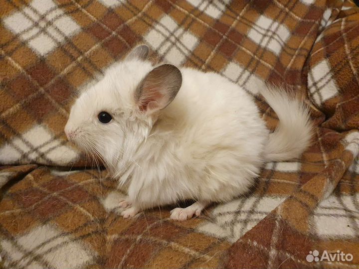 Малыши от ангорских шиншилл