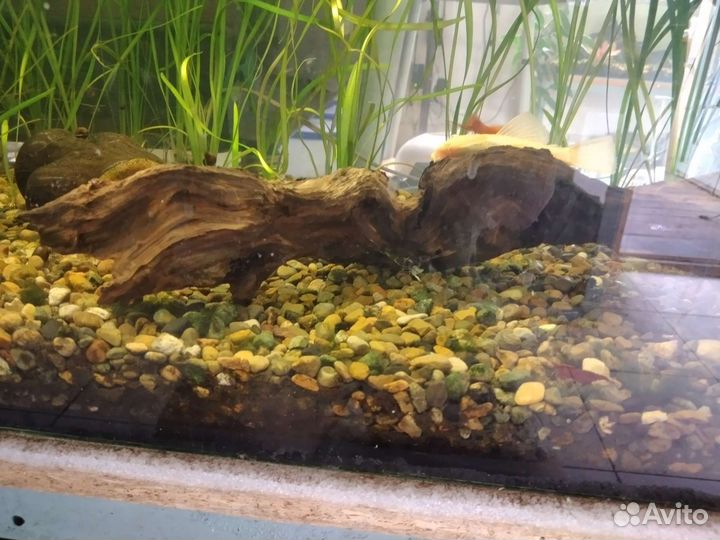 Коряги для аквариума