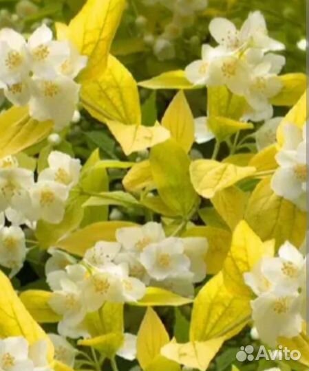 Чубушник сорт Голд