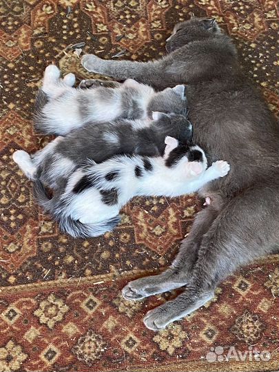 Шотландские вислоухие котята