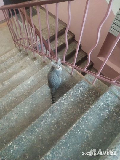Бывшедомашняя кошечка