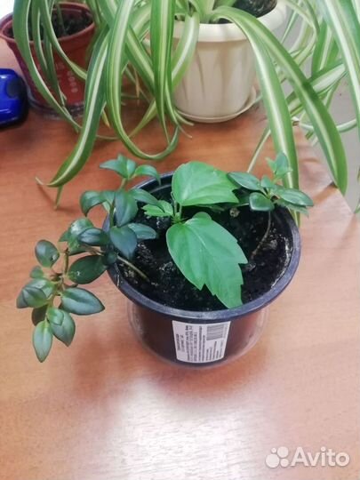 Фикус бенджамина