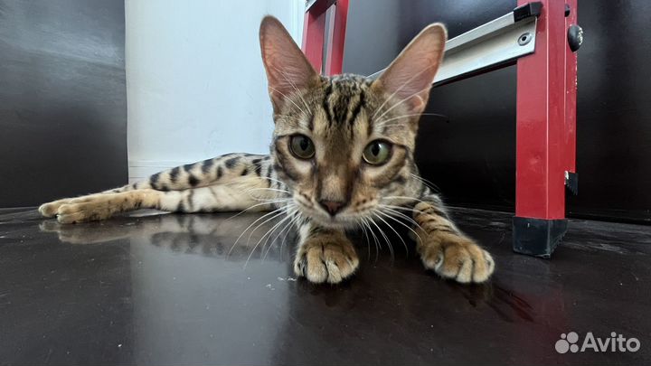 Бенгальский кот
