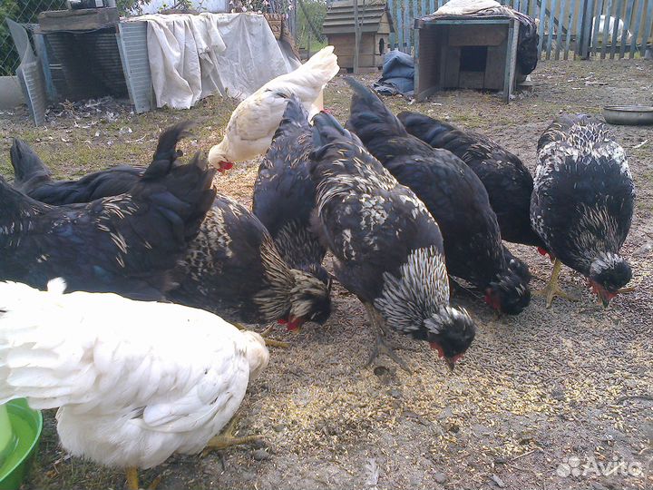 Молодые петушки