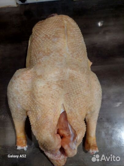 Гусиное мясо