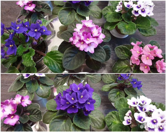 Фиалки много разных, розовые, фиолетовые, белые