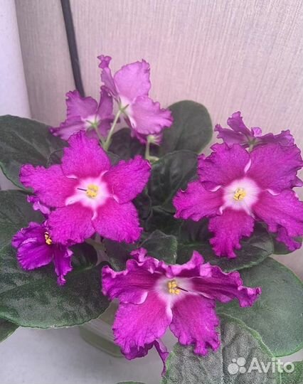 Взрослые фиалки, детки, укорененные листы