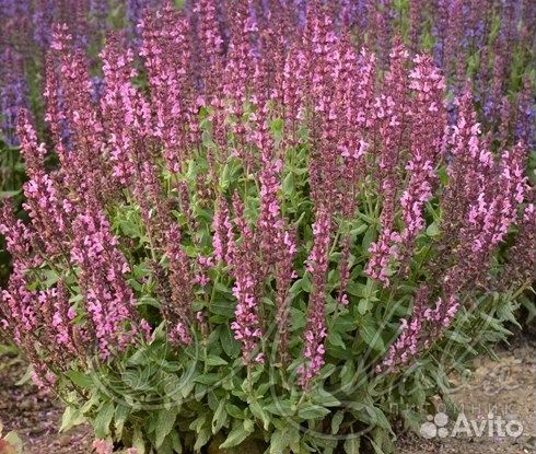 Многолетние растения для сада