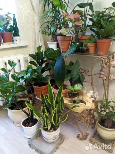 Комнатные растения